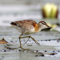 Lesser Jacana